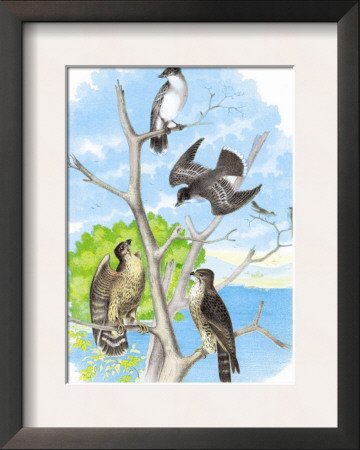 The Kingbird by Theodore Jasper Pricing Limited Edition Print image