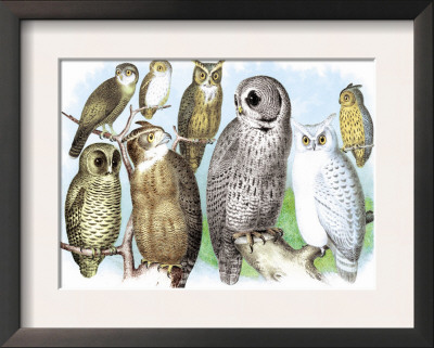 Hoot Of Owls by Theodore Jasper Pricing Limited Edition Print image