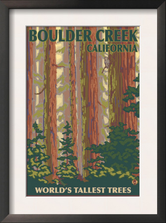 Boulder Creek, Ca - Redwood Forest View, C.2009 by Lantern Press Pricing Limited Edition Print image