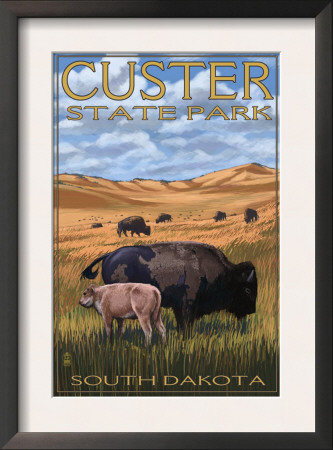 Custer State Park - Buffalo Herd And Calf, C.2008 by Lantern Press Pricing Limited Edition Print image