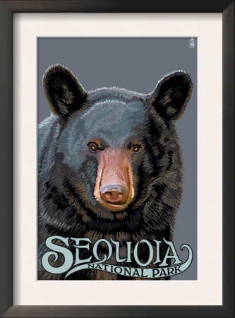 Sequoia Nat'l Park - Black Bear Up Close - Lp Poster, C.2009 by Lantern Press Pricing Limited Edition Print image