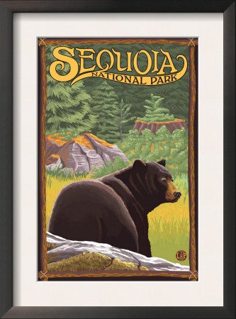 Sequoia Nat'l Park - Bear In Forest - Lp Poster, C.2009 by Lantern Press Pricing Limited Edition Print image