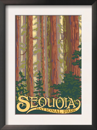 Sequoia Nat'l Park - Forest View - Lp Poster, C.2009 by Lantern Press Pricing Limited Edition Print image