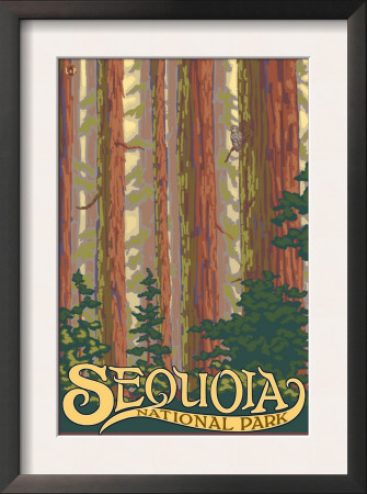 Sequoia Nat'l Park - Forest View - Lp Poster, C.2009 by Lantern Press Pricing Limited Edition Print image
