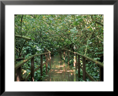Jungle, Hawaii by Bill Romerhaus Pricing Limited Edition Print image