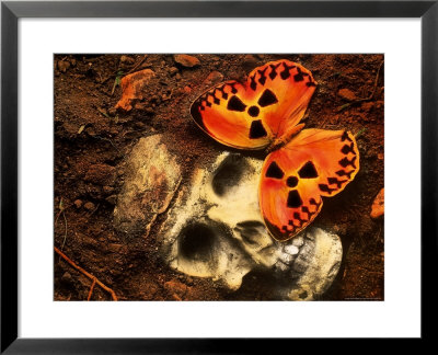 Butterfly On Skull by Terry Why Pricing Limited Edition Print image