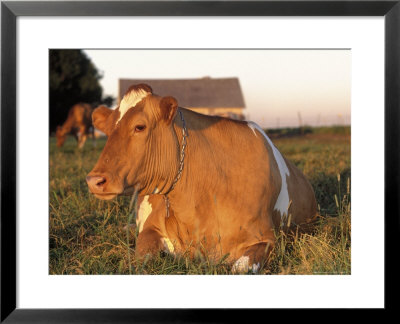 Guernsey Cow On Farm, Il by Lynn M. Stone Pricing Limited Edition Print image