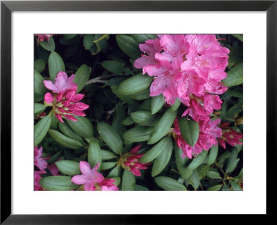 Swedish Rhododendron, Sweden by Harry Parsons Pricing Limited Edition Print image