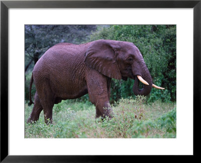 African Elephant After Rain Shower by Lynn M. Stone Pricing Limited Edition Print image