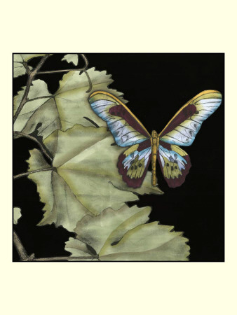Butterfly On Vine Ii by Jennifer Goldberger Pricing Limited Edition Print image