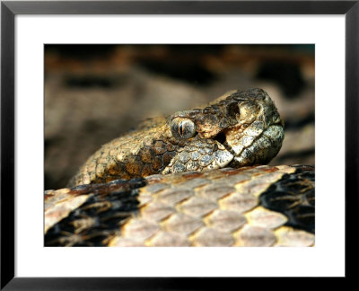 Timber Rattlesnake, Crotalus Horridus by Larry F. Jernigan Pricing Limited Edition Print image