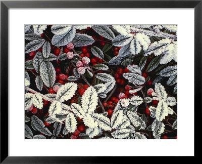Frosty Red Berries (Cotoneaster Dammeri) by David Askham Pricing Limited Edition Print image