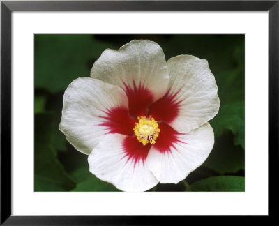 Hibiscus Sinosyriacus, September by Mark Bolton Pricing Limited Edition Print image