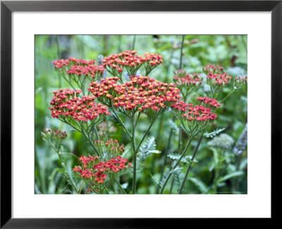 Achillea (Walter Funke) by Mark Bolton Pricing Limited Edition Print image