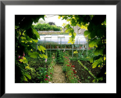 Kitchen Garden With Dianthus (Pinks) Edging The Path And Buxus (Box) Spiral Topiary by Mark Bolton Pricing Limited Edition Print image