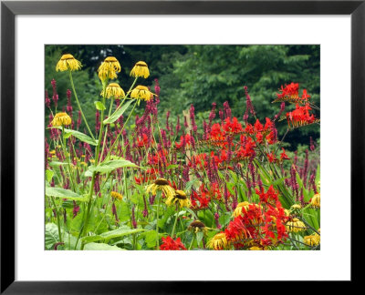 Ligularia (Desdemona), Crocosmia (Lucifer) And Inula (Border) by Mark Bolton Pricing Limited Edition Print image