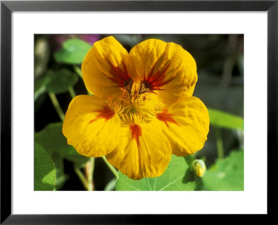 Tropaeolum Jewel (Nasturtium) by Lynne Brotchie Pricing Limited Edition Print image