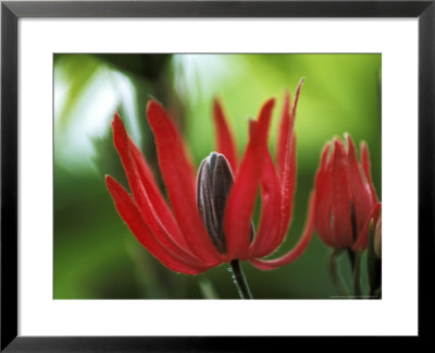 Pavonia X Gledhillii, Close-Up Of Red Flower by Ruth Brown Pricing Limited Edition Print image