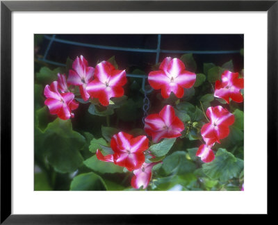 Impatiens Walleriana Mega Orange Star F1 Hybrid Walleriana by Chris Burrows Pricing Limited Edition Print image