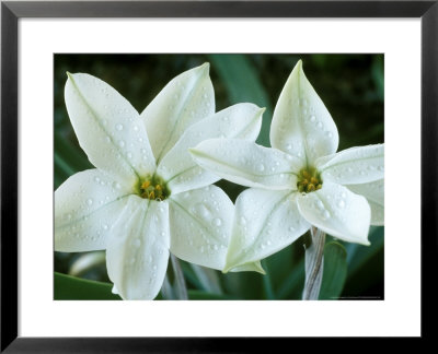 Ipheion, Alberto Castillo (Flower Of The Incas), Star Shaped White Flowers, March by Chris Burrows Pricing Limited Edition Print image