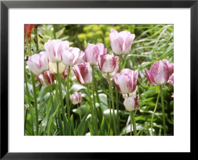 Tulipa Modern Style Single Late by Chris Burrows Pricing Limited Edition Print image