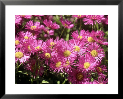 Erigeron Gaiety, Flowering In, Norfolk by Brian Carter Pricing Limited Edition Print image