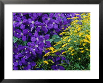 Clematis Viticella And Solidago (Clematis And Golden Rod) by Michael Davis Pricing Limited Edition Print image