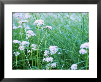 Valeriana Officianalis, Pink Flowerheads (June) by Carole Drake Pricing Limited Edition Print image