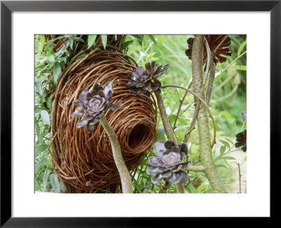 Woven Willow Roosting Pocket With Aeonium Arboreum Schwarzkopf by Carole Drake Pricing Limited Edition Print image