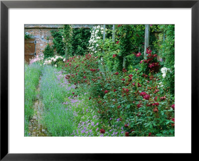 Rosa Nuits De Young Beside Pergola by Carole Drake Pricing Limited Edition Print image
