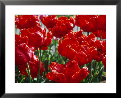 Tulipa Red Parrot (Parrot Group 10) by Ron Evans Pricing Limited Edition Print image