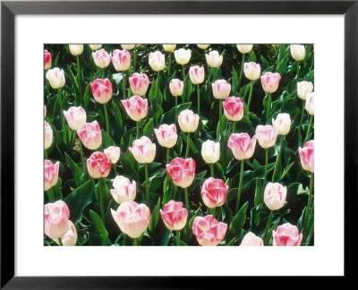 Tulipa (Rembrandt, Late Flowering) by Ron Evans Pricing Limited Edition Print image