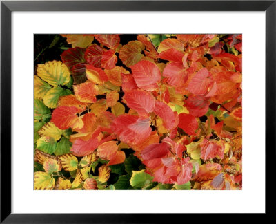 Fothergilla Gardenii (Witch Alder) Leaves Turning Bright Red, Orange And Yellow In Autumn by Ron Evans Pricing Limited Edition Print image