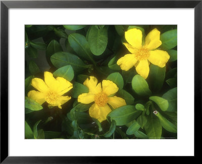 Hibbertia Scandens by Christopher Fairweather Pricing Limited Edition Print image