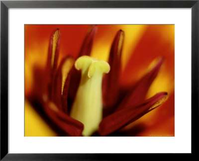 Tulipa (Tulip) Stressa, Vibrant Red And Yellow Colours Of Plant by James Guilliam Pricing Limited Edition Print image