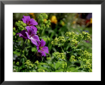 Geranium Himalayense X Pratense Johnsons Blue (Cranesbill) by James Guilliam Pricing Limited Edition Print image