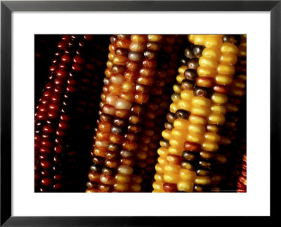 African Corn (Zeas) Close-Up Of Bead-Like Segments by James Guilliam Pricing Limited Edition Print image