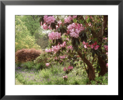 Woodland Garden With Rhododendron, Acer, Hyacinthoides And Fern Selhurst by Sunniva Harte Pricing Limited Edition Print image