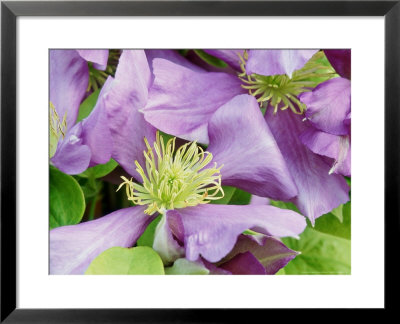 Clematis General Sikorski by Sunniva Harte Pricing Limited Edition Print image