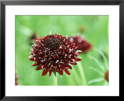 Scabiosa Atropurpurea Chili Black, Close-Up Of Purple Flower by Sunniva Harte Pricing Limited Edition Print image