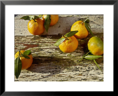 Clementine Fruits & Leaves (Citrus Reticulata Clementine) by Jacqui Hurst Pricing Limited Edition Print image