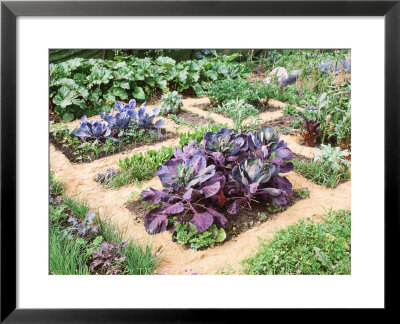 Winter Potager (August) Small Beds Divided By Sand Paths by Jacqui Hurst Pricing Limited Edition Print image