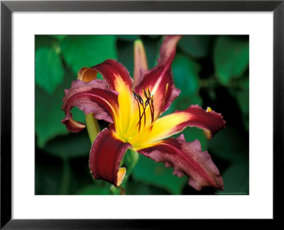 Hemerocallis Eggplant Escapade, Close-Up Of Red/Yellow Flower Head by Lynn Keddie Pricing Limited Edition Print image