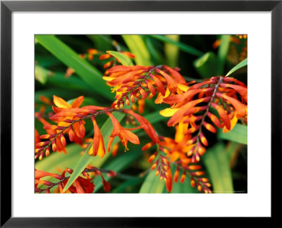 Crocosmia Venus, Close-Up Of Orange Flowers And Foliage by Lynn Keddie Pricing Limited Edition Print image