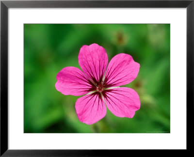 Geranium Psilostemon, Close-Up Of Purple Flower Head by Lynn Keddie Pricing Limited Edition Print image