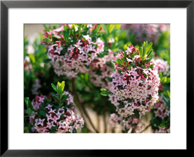 Daphane X Burkwoodii Close-Up Of Pink Flowers, Shrub by Lynn Keddie Pricing Limited Edition Print image