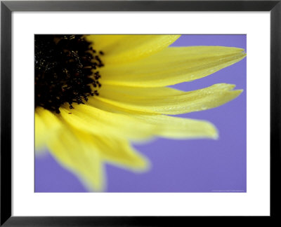Sunflower Close-Up With Blue Background Summer by Lynn Keddie Pricing Limited Edition Print image