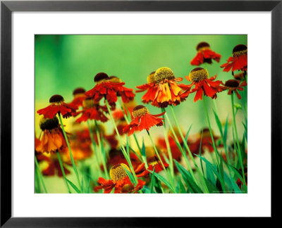 Colourful Organic Garden Nursery, Specialising In Hemerocallis by Lynn Keddie Pricing Limited Edition Print image