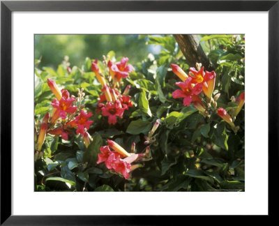 Campsis Grandiflora (Trumpet Vine) In Flower by Michele Lamontagne Pricing Limited Edition Print image