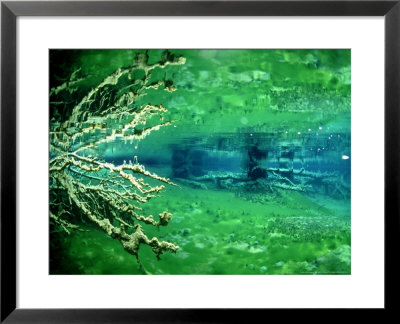Branches In Freshwater Lake With Algae, New Zealand by Tobias Bernhard Pricing Limited Edition Print image